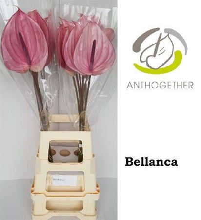 Anthurium Bellanca 13Ø