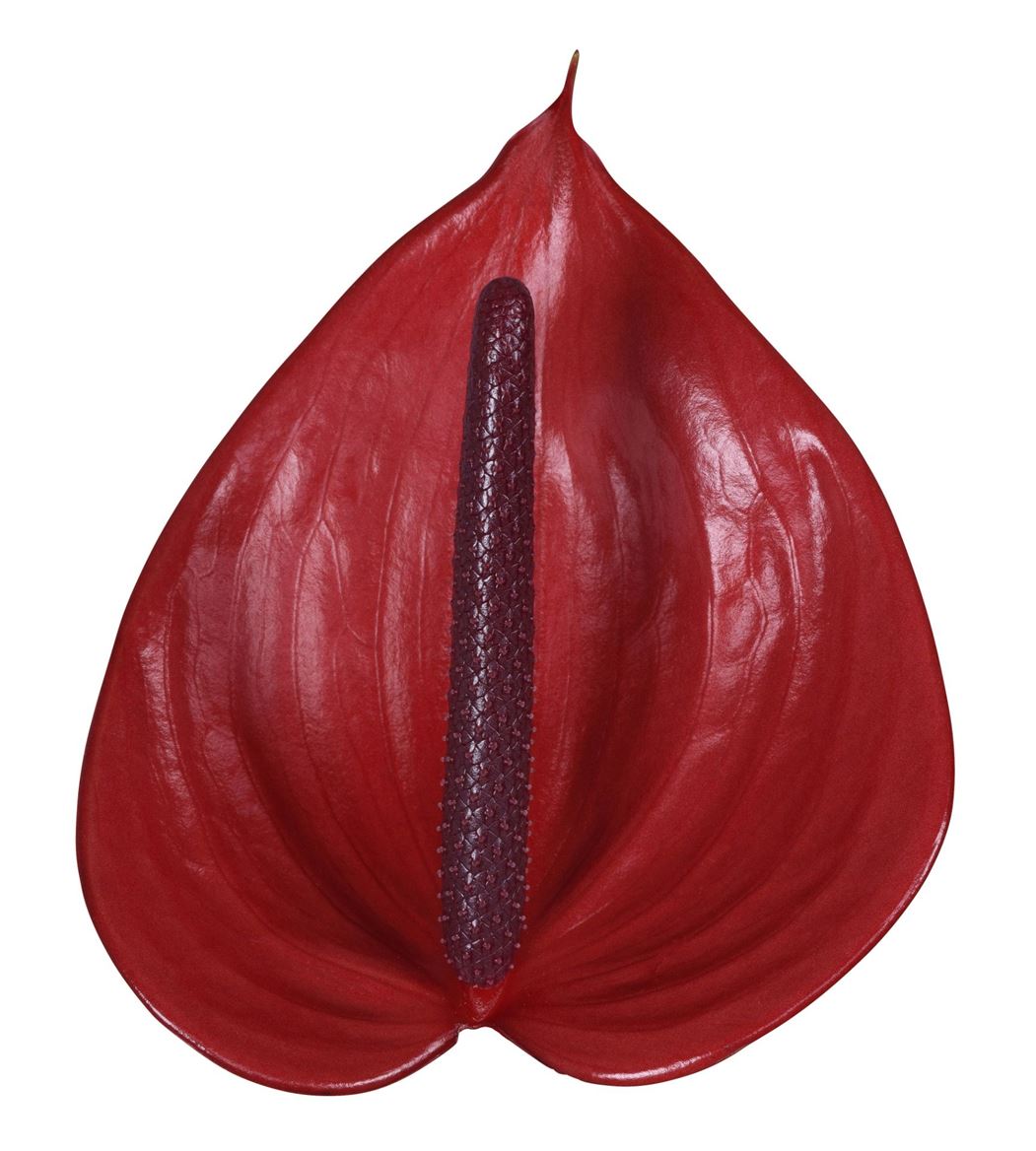 Anthurium Cerato 13Ø