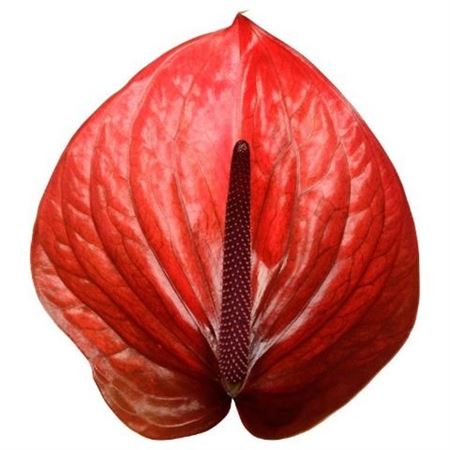 Anthurium Cantello 15Ø