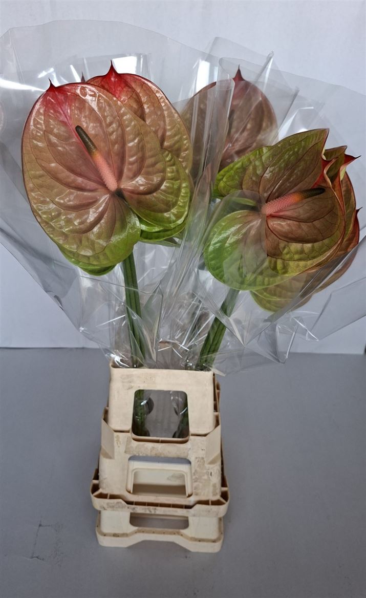 Anthurium Licosa 15Ø