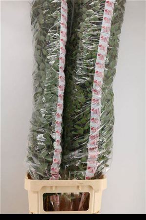 Euca Cinerea Super P Stem 160 Cm