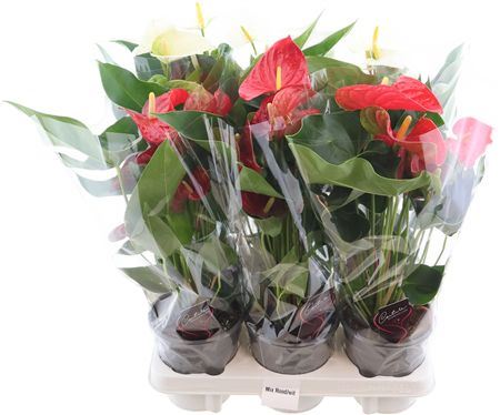 Anthu An 3 Color Mix