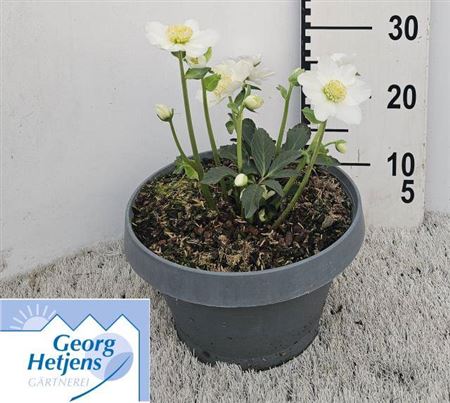 Hell Ni Hgc Wintergold