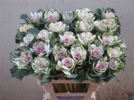 Brass Empire Akilina