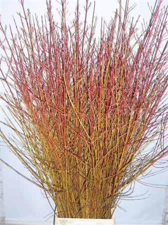 Cornus Sa Winter Beauty