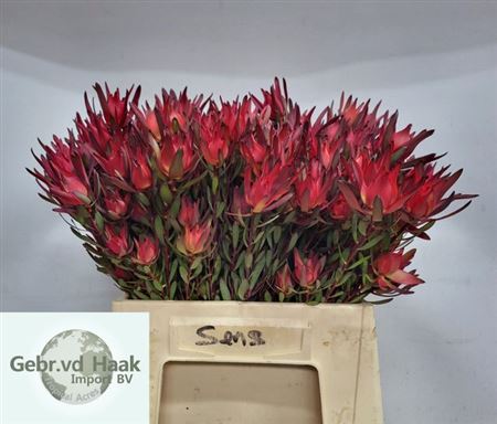 Leucad Sal Blush Vertakt