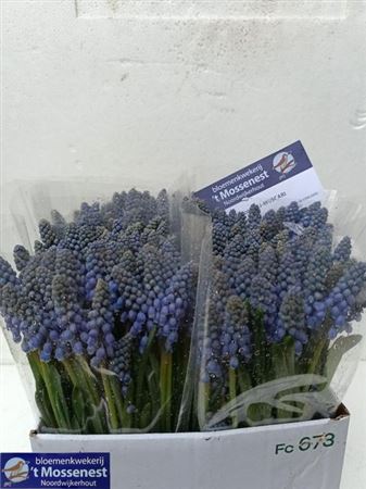 Muscari Armeniacum