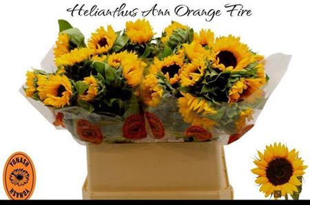 Helianthus Orange Fire