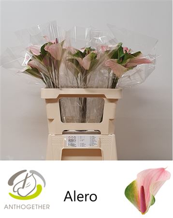 Anthurium Alero 9Ø