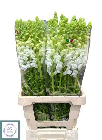 Antir Potomac Early Whity