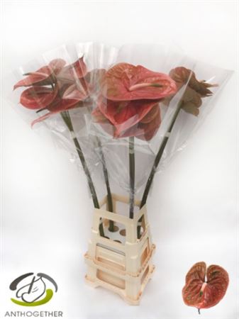 Anthurium Cognac 14Ø