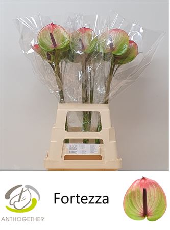 Anth A Fortezza