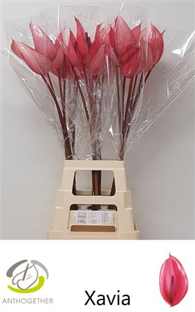 Anthurium Xavia 13Ø