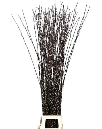 Salix Wilgenkatjes