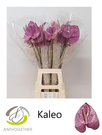 Anth A Kaleo