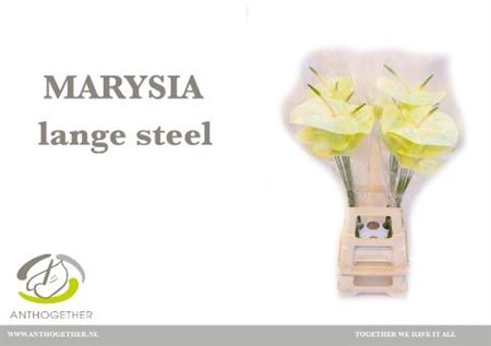 Anthurium Marysia 15Ø