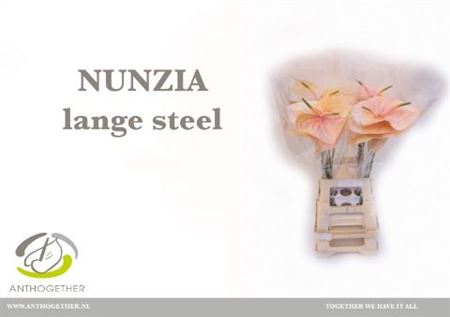 Anth A Nunzia