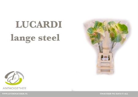 Anthurium Lucardi 15Ø