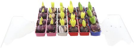 7 Cm Hyacinthus Mixed Zonder Etiket