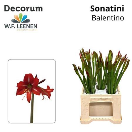 Hipp Co Sonatini Balentino