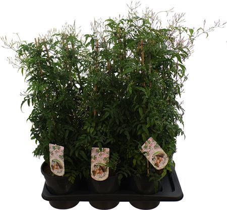 Jasm Poly Wit Piramide 400 Knop