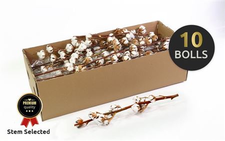 Gossypium (katoen) 10 Bal