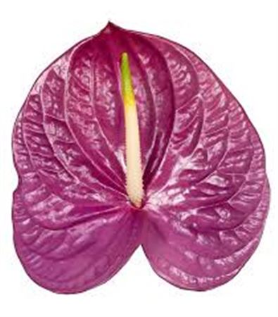 Anthurium Impreza 15Ø