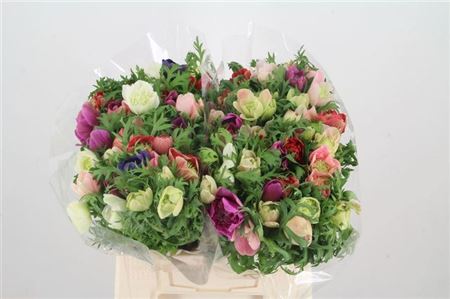 Anem Co Fullstar Gem