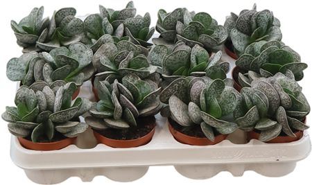 Adromischus Maculatus