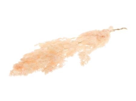 Pres Ming Fern Light Pink Bunch