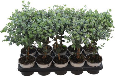 Eucalyptus Cinerea Silver Op Stam