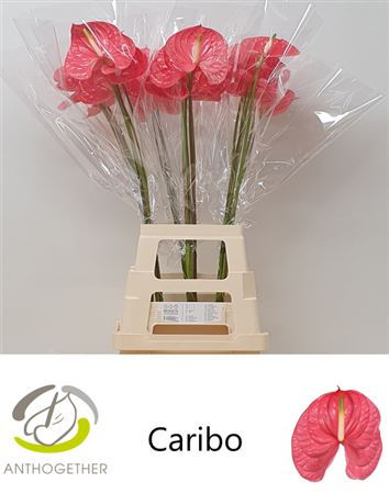 Anthurium Caribo 13Ø