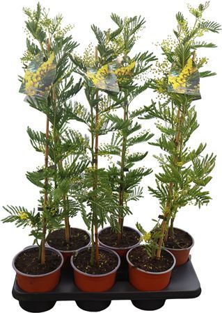 Acacia Mimosa Daelbata