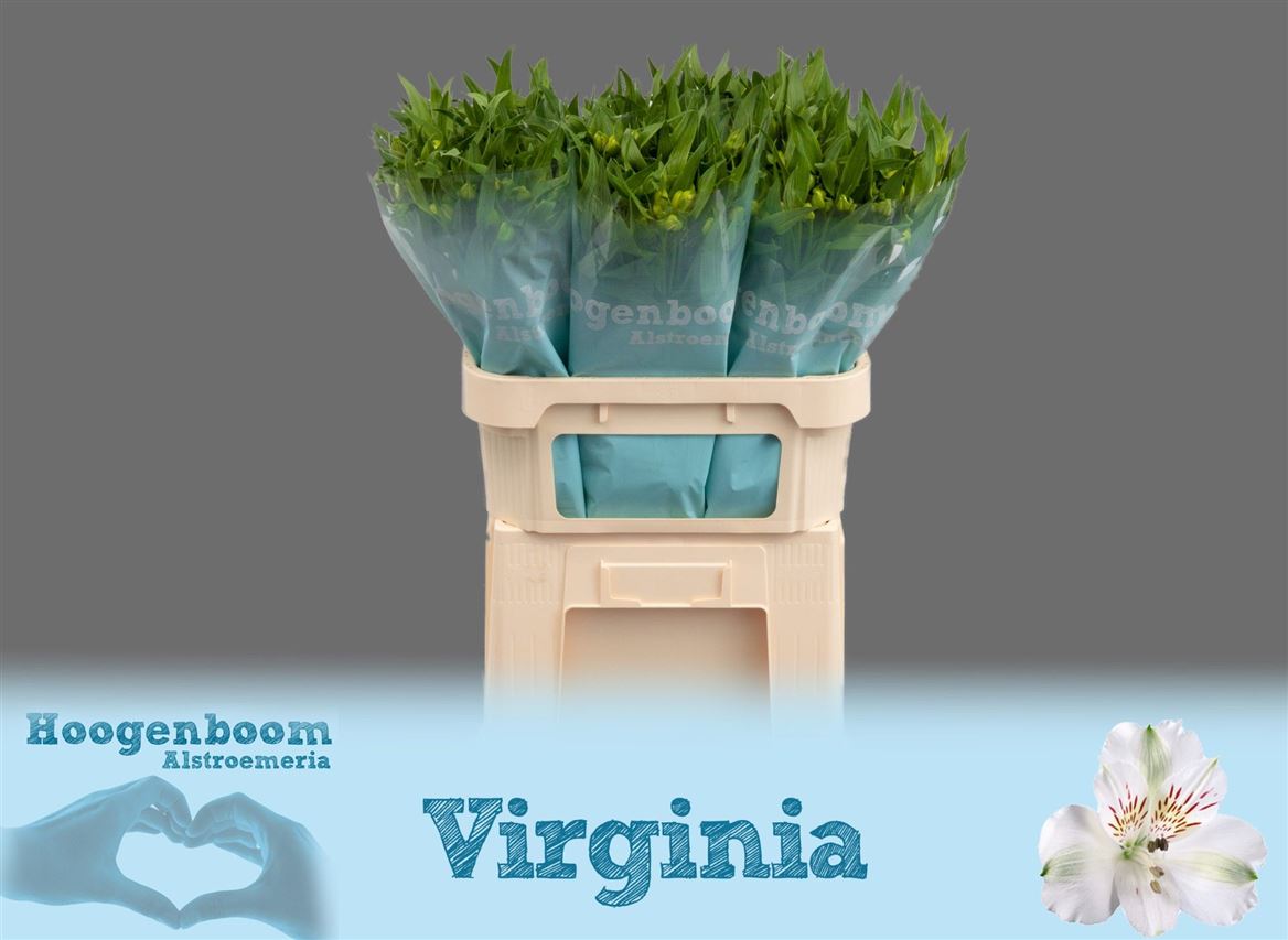 Alstr Virginia 70cm 75gram