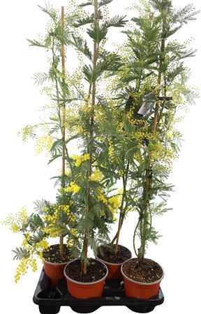Acacia Mimosa Daelbata