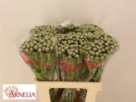 Brunia Ayoba Silver Moon