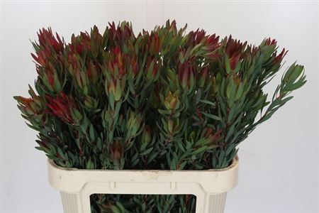 Leucad Salignum Blush Spray