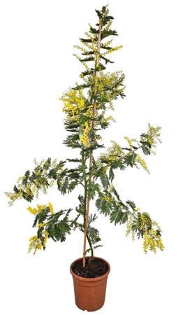 Mimosa (acacia) Dealbata