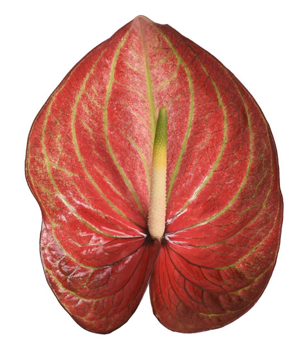 Anthurium Caribean 14Ø
