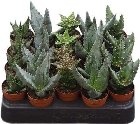 Aloe Gemengd