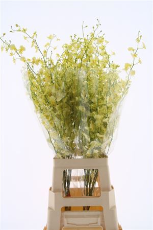 Oncidium Yellow 90cm