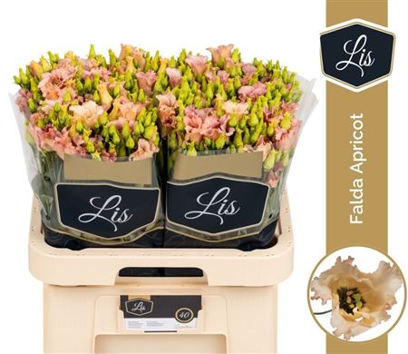Eus E Falda Apricot
