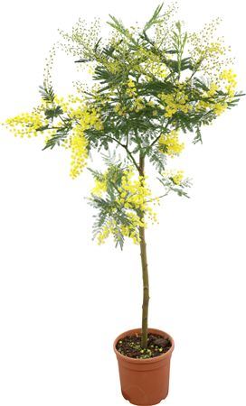 Acacia Mimosa Daelbata Stam