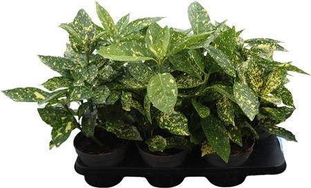 Aucuba Japonica Overig