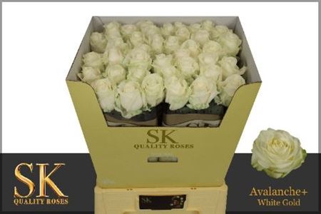 Rosa Avalanche+ 70cm