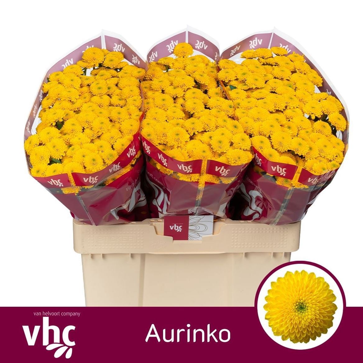 Chrysanth Santini Aurinko 55cm 42gr.