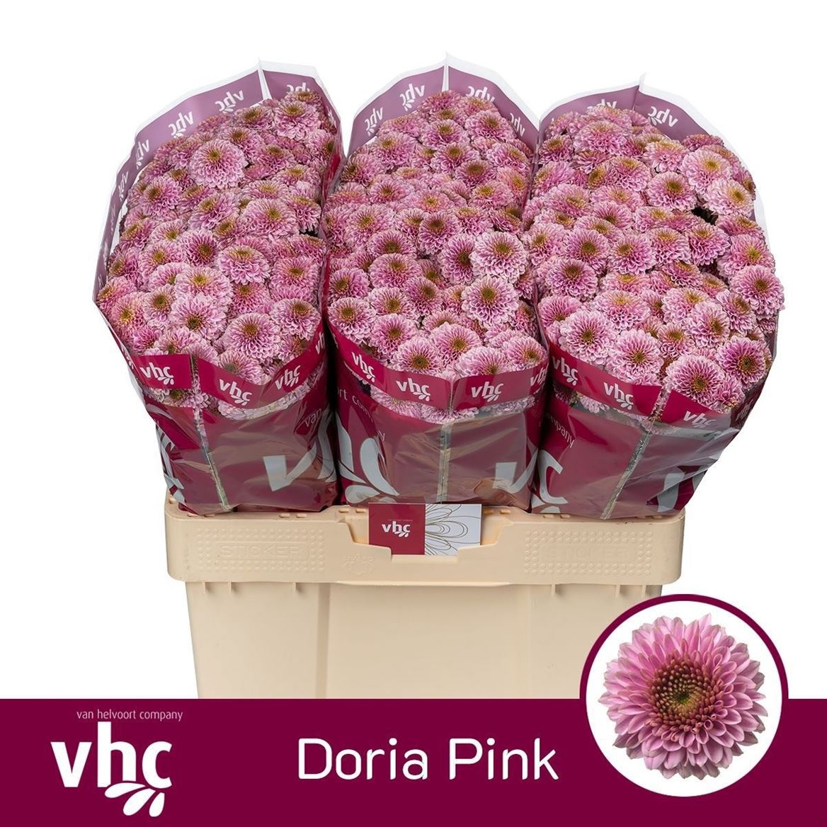 Chrys Santini Doria Pink 55cm 100Ø