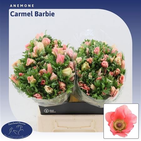 Anem Co Carmel Barbi