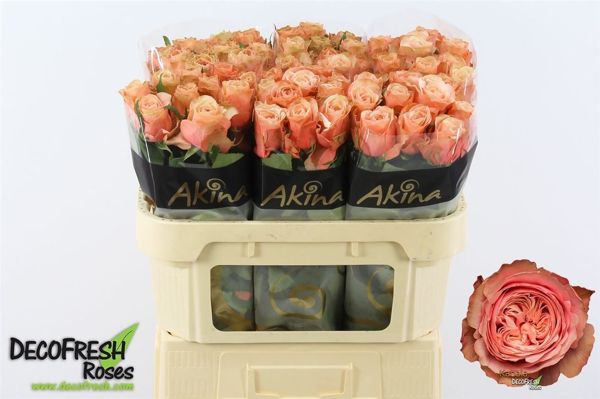 Rosa Kahala Bb 70cm