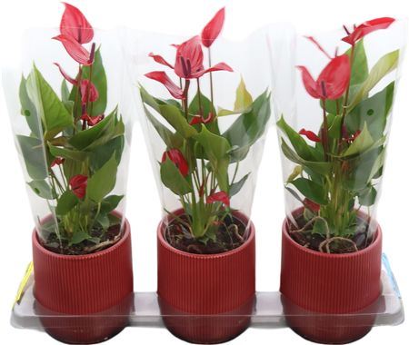 Anthu An Banderola Lava Keramiek Atlanta